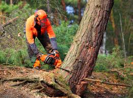 How Our Tree Care Process Works  in  Ashland, AL