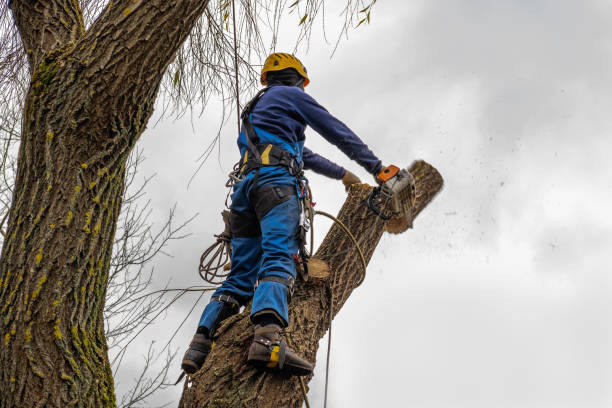 Best Seasonal Cleanup (Spring/Fall)  in Ashland, AL