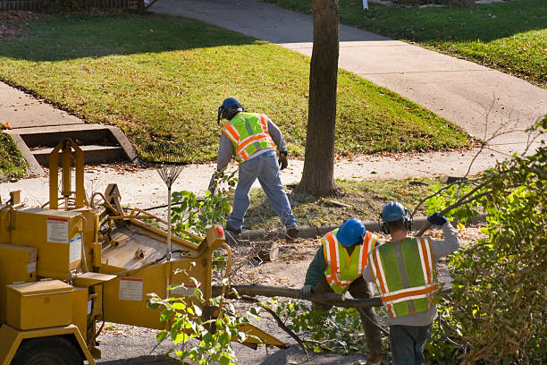 Best Storm Damage Tree Cleanup  in Ashland, AL