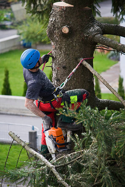 Best Weed Control Services  in Ashland, AL